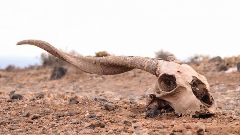 Dry Goat Skull