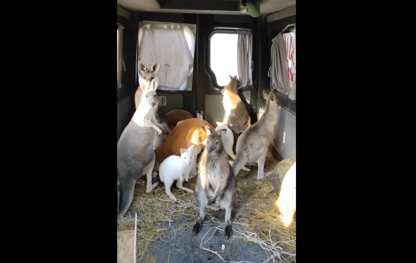 Canguri și walabii, salvați de la grădina zoologică din Harkov, bombardată de ruși. Doi angajați uciși, animale inofensive eliberate