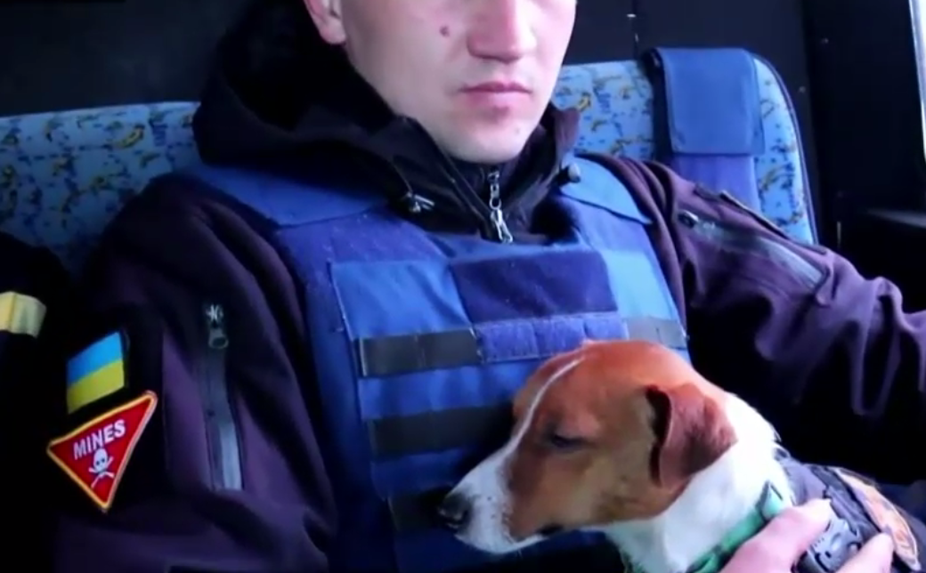 VIDEO. Cartuș, cățelul care ajută geniștii ucraineni să găsească mine și alte proiectile neexplodate rămase după retragerea rușilor