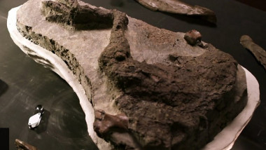 Piciorul unui dinozaur găsit în situl Tanis.
