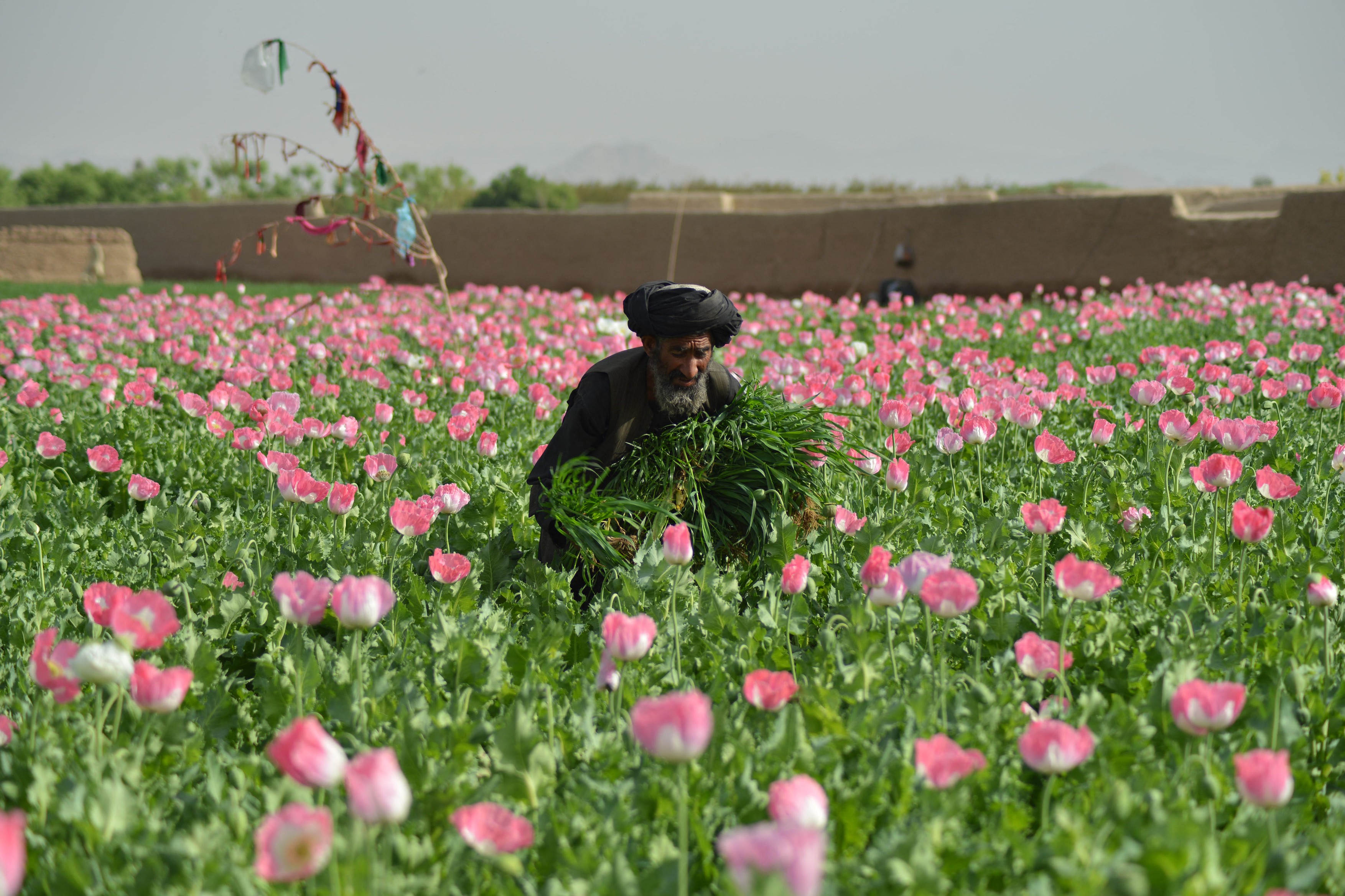 Talibanii au interzis culturile de mac în Afganistan