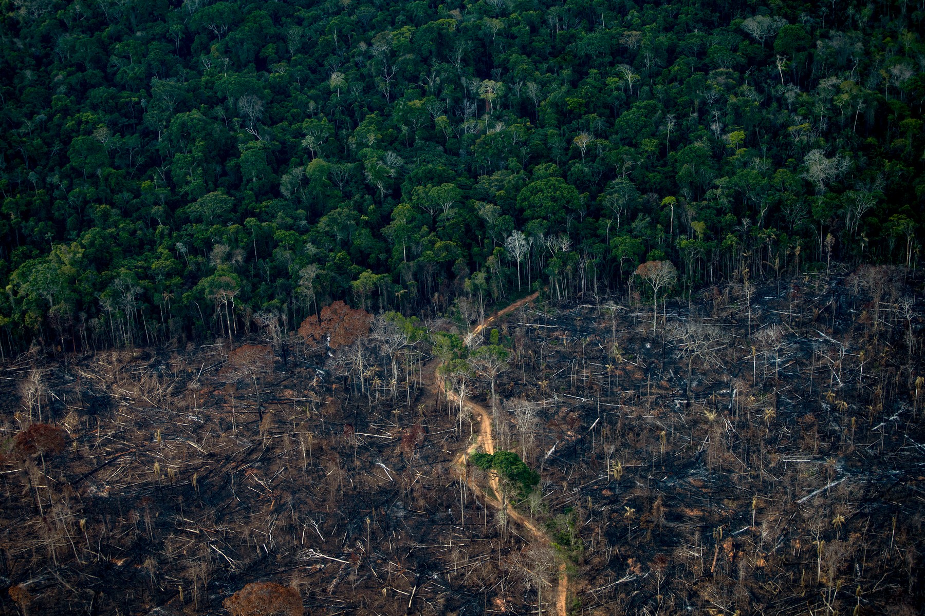 Aproape toate zonele esenţiale pentru fauna sălbatică sunt afectate de intervenția omului (studiu)