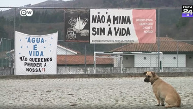 un caine sta in fata unor bannere cu sloganuri care se impotrivesc mineritului
