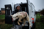 Câine alb purtat în brațe de un bărbat