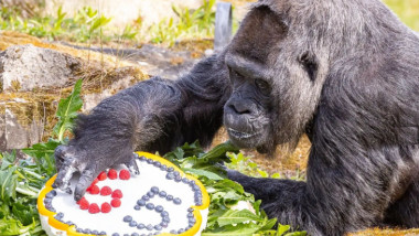 gorila fatou mananca din tortul aniversar de 65 de ani