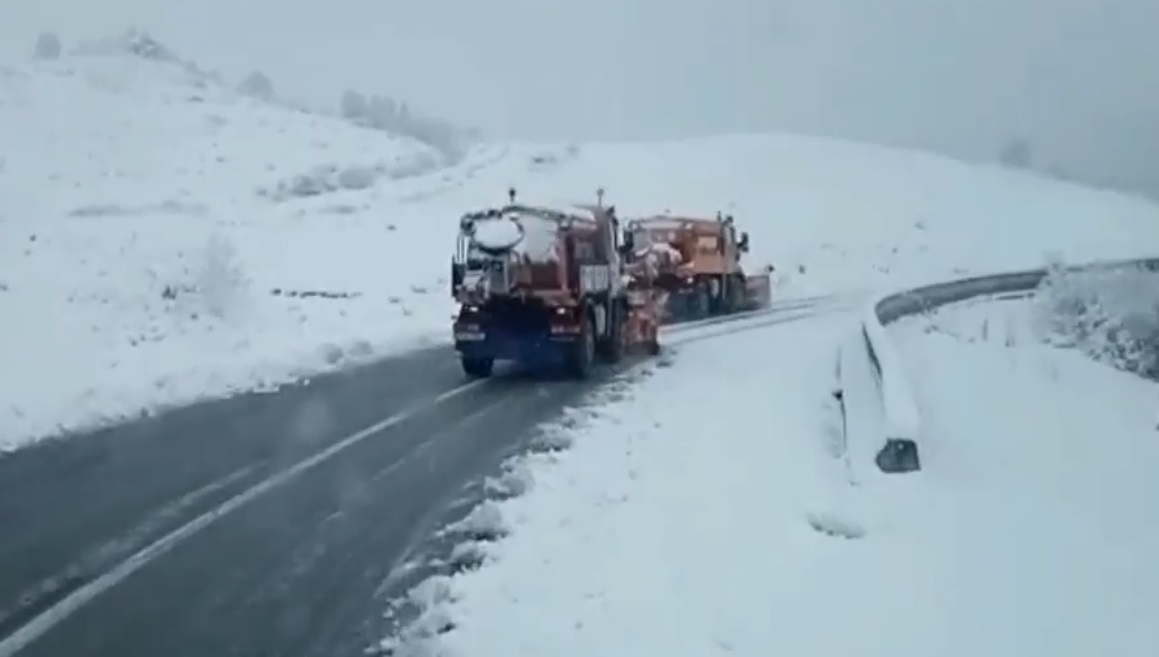 Ninge abundent în zonele montane din Gorj și Vâlcea