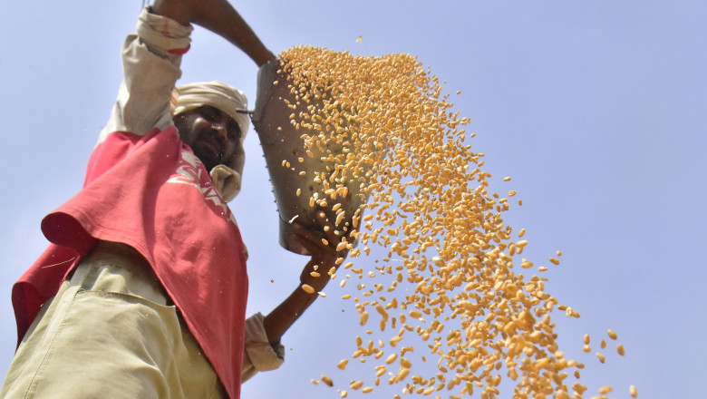 productie de grau in india