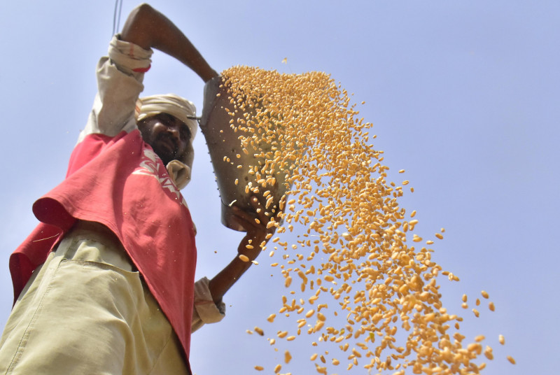 Wheat Crop At Grain Market In Punjab, Amritsar, India - 11 Apr 2022