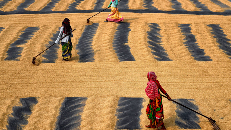 cultura de orez in india