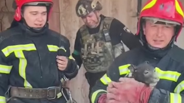 Câine salvat de pompieri de sub dărâmături
