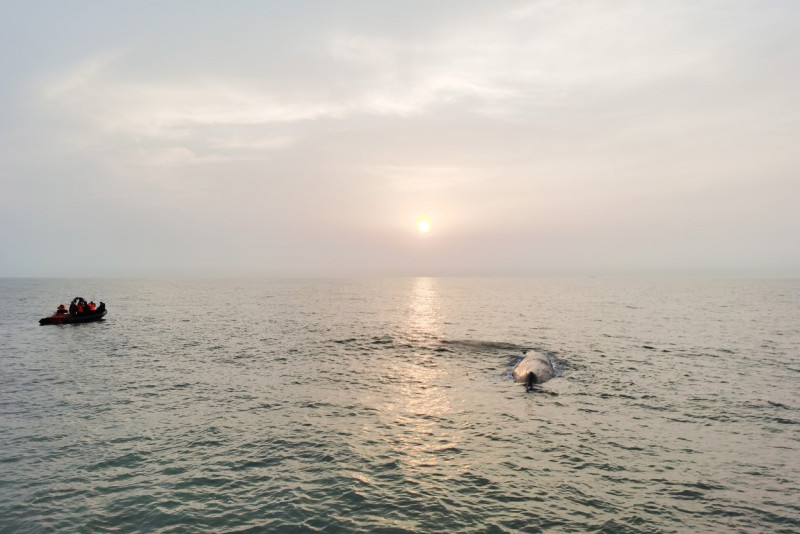 CHINA ZHEJIANG STRANDED WHALE RESCUE (CN)