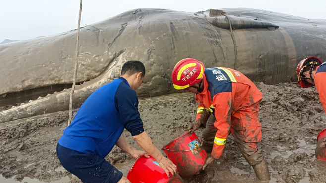CHINA ZHEJIANG STRANDED WHALE RESCUE (CN)