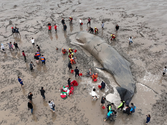 O balenă uriașă, de 70 de tone, a eșuat pe o plajă din China