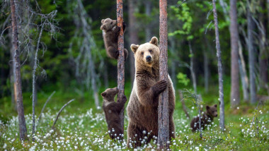 She-bear and cubs.