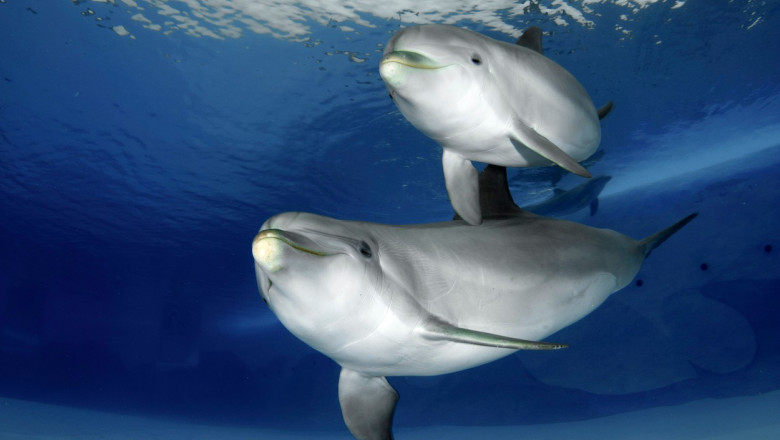 delfini inoata in apa fotografiati din fata