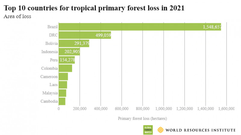 CNN: Suprafața de păduri tropicale distrusă în 2021 este mai mare decât teritoriul Cubei