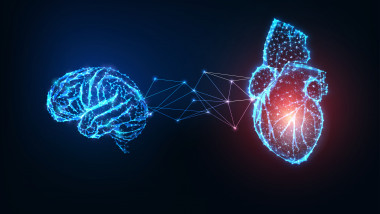 Futuristic glowing low polygonal connected human organs brain and heart on dark blue background.