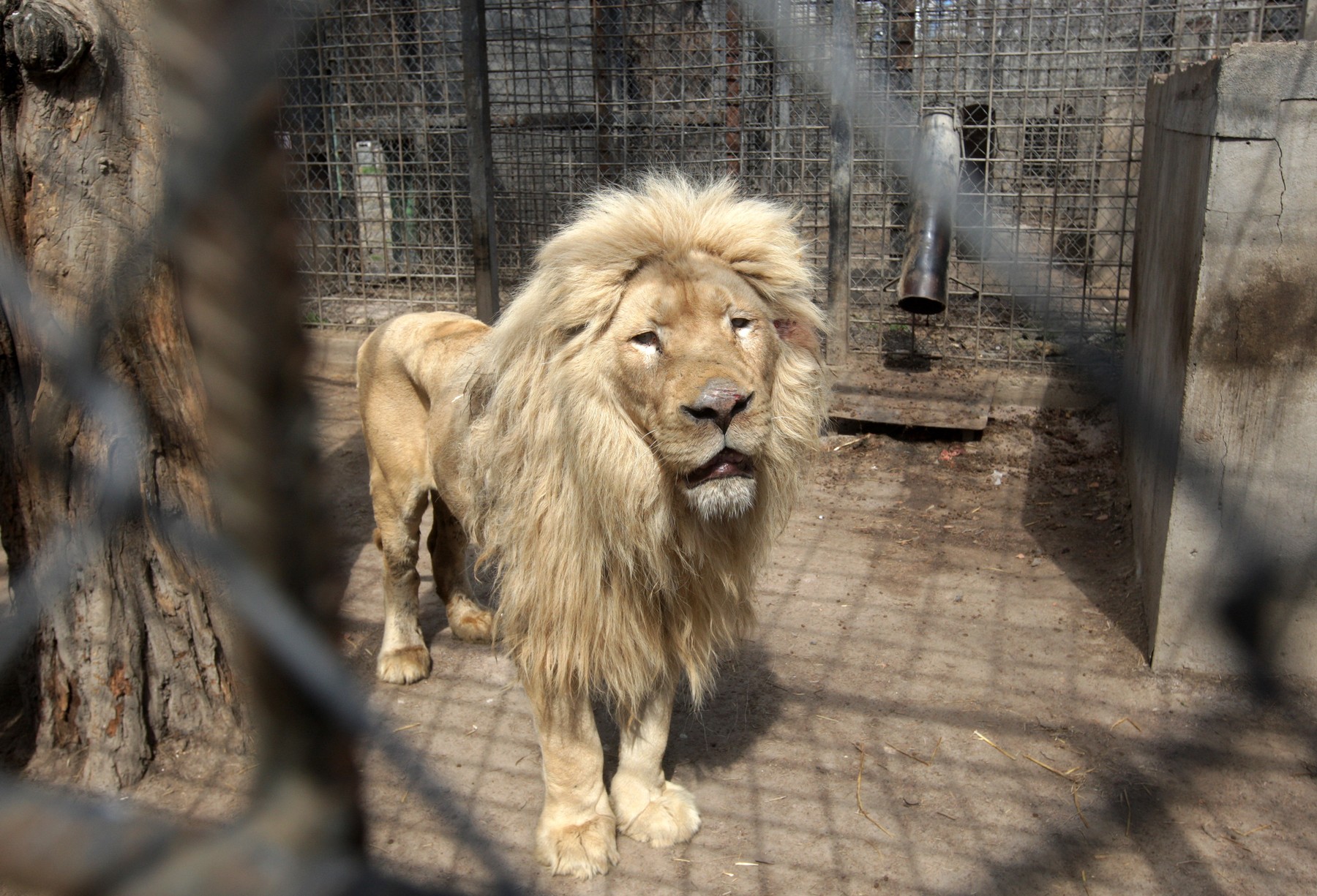 Doi angajați ai grădinii zoologice din Harkov, care rămăseseră să aibă grijă de animale, au fost uciși de soldații ruși