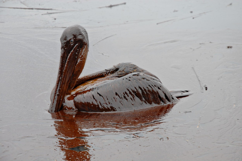 Deepwater Horizon Oil Spill