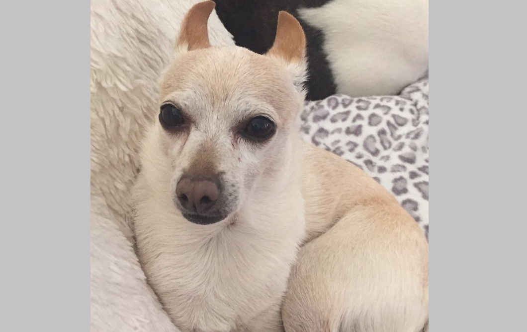 Un Chihuahua de 21 de ani este cel mai bătrân câine din lume