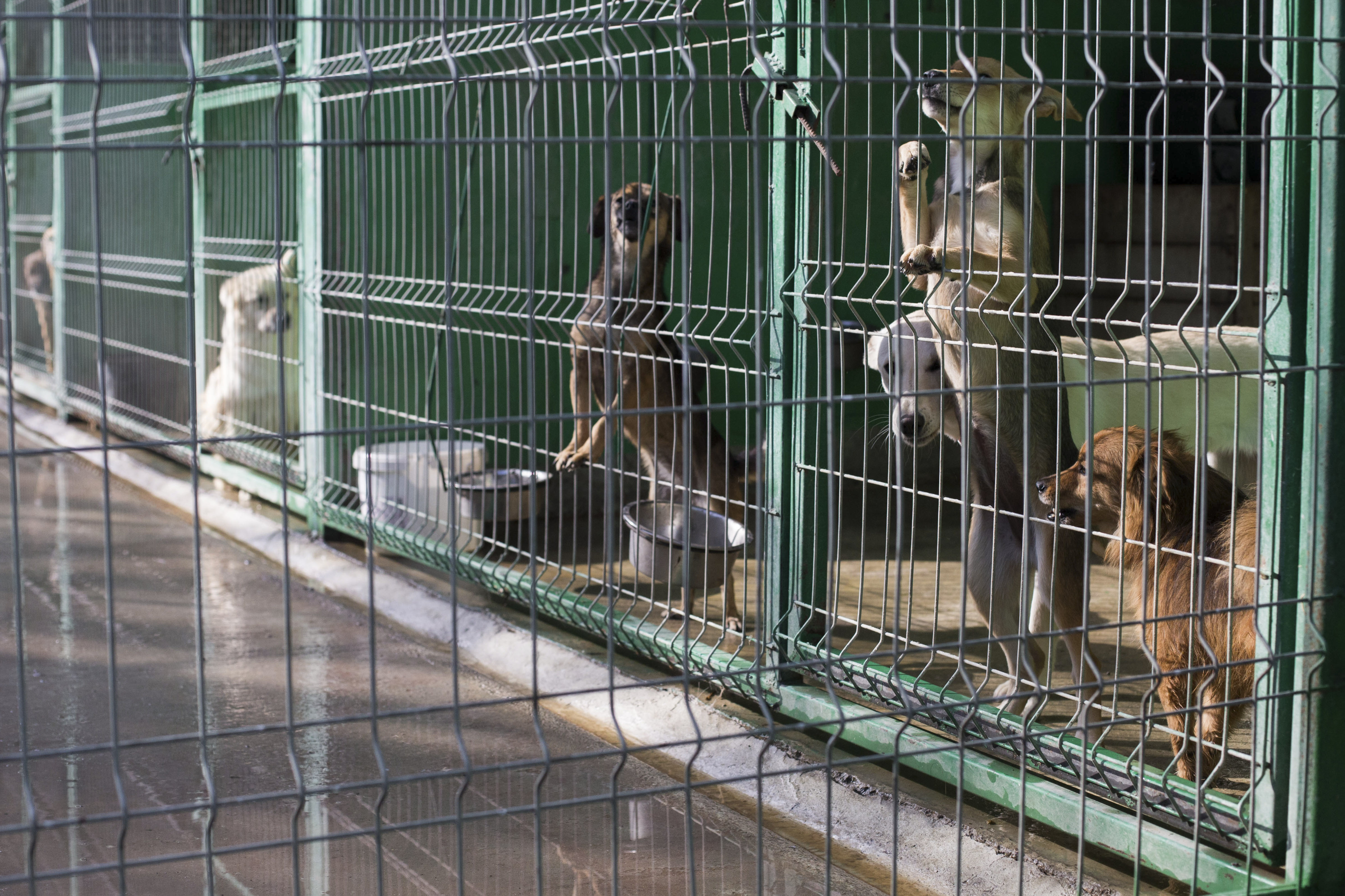 O femeie din Bucureşti a ajuns la spital după ce a fost atacată de o haită de câini lângă Lacul Morii