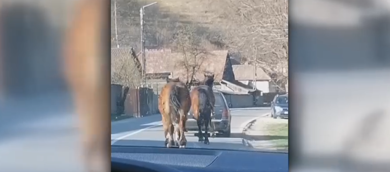 Un șofer a fost filmat în timp ce chinuie un cal - animalul, legat de mașină cu o funie, încearcă cu greu să țină pasul