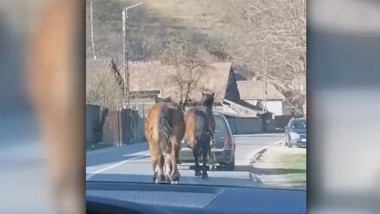 cai pe șosea aleargă în spatele unei mașini