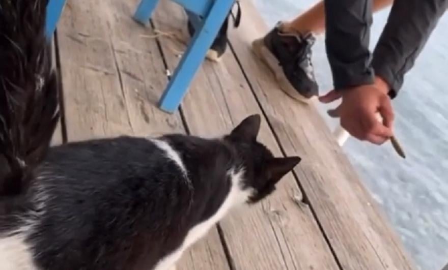 VIDEO. Un bărbat a ademenit cu mâncare o pisică, apoi a aruncat-o în mare, în Grecia. A fost arestat și riscă 10 ani după gratii