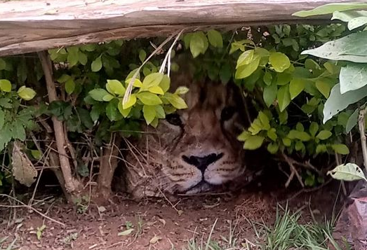 FOTO Panică într-un sat din Kenya. A fost chemată poliția pentru un leu care era, de fapt, o pungă de plastic