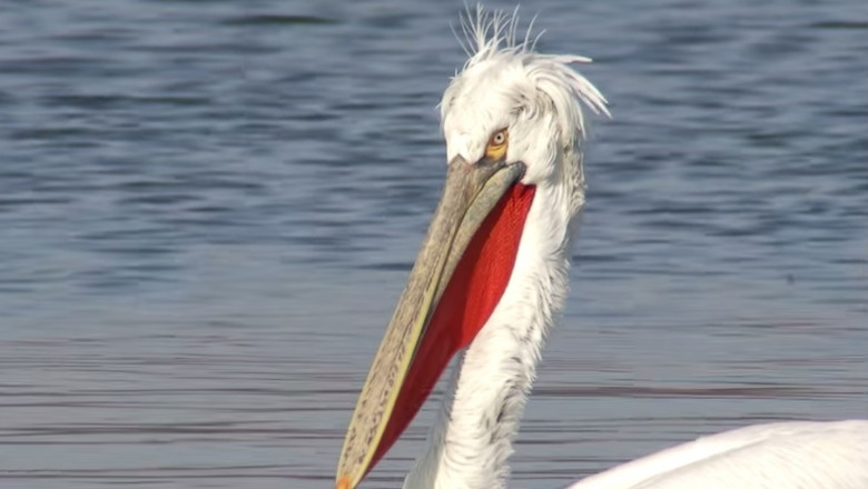 pelicanul cret - captura youtube