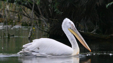 pelicanul cret