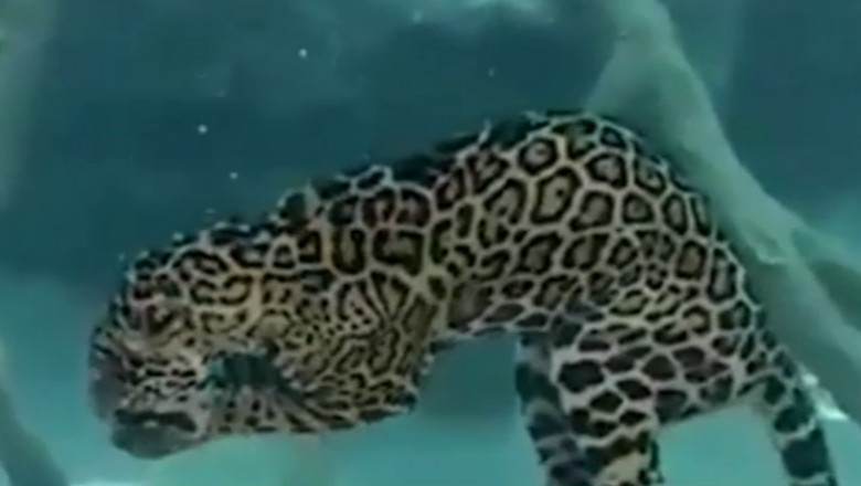 jaguar apa