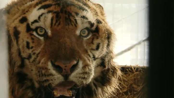 Un bărbat a fost mușcat de un tigru la Grădina Zoologică din Bârlad după ce a băgat piciorul în cușca animalului