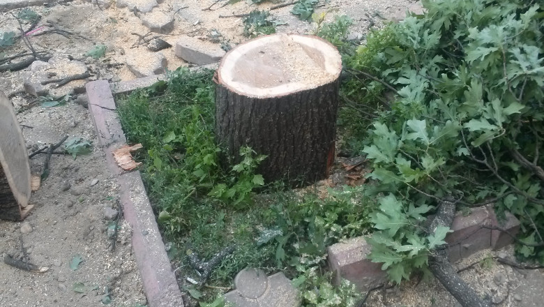 copaci taiati 30 iunie 2015 12