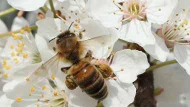 albina pe floare