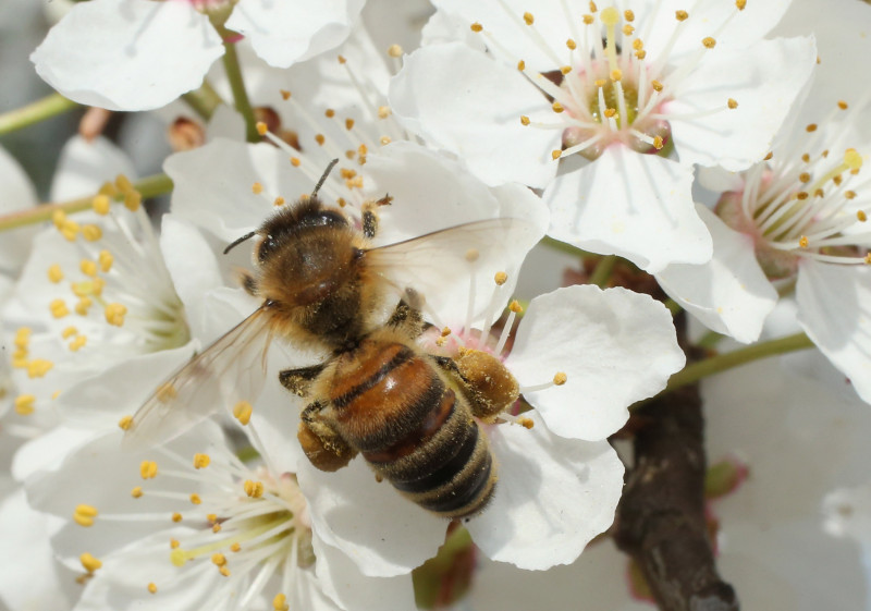 albina floare - GettyImages - 17 iulie 2015 1
