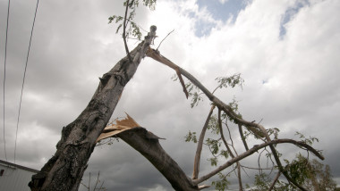 copac rupt - GettyImages - 10 iulie 2015