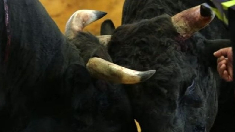 VIDEO. „Sumo” cu tauri, o tradiție veche de 800 de ani