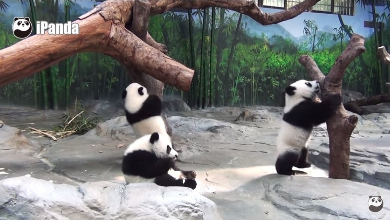 tripleti panda
