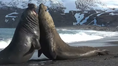 foca elefant - captura youtube - 29 iulie 2015 1