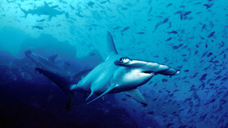 rechin ciocan wikipedia