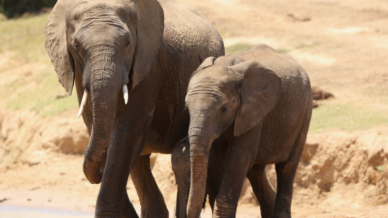elefanti africa - GettyImages - 30 iulie 2015
