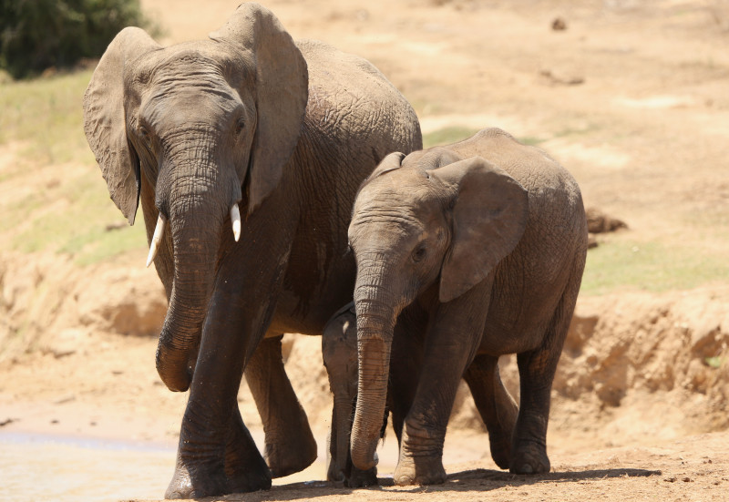 elefanti africa - GettyImages - 30 iulie 2015