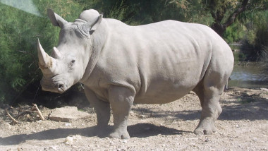 rinocer alb foto wikipedia 31 07 2015