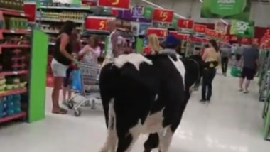cow-in-supermarket-390x285