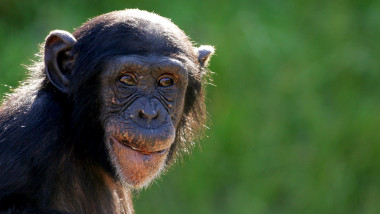 cimpanzeu - GettyImages - 13 august