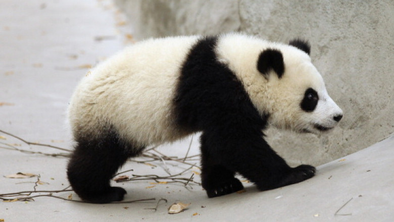 panda getty