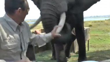 elefant picnici irlandezi zimbabwe 08 09 2015 captura youtube