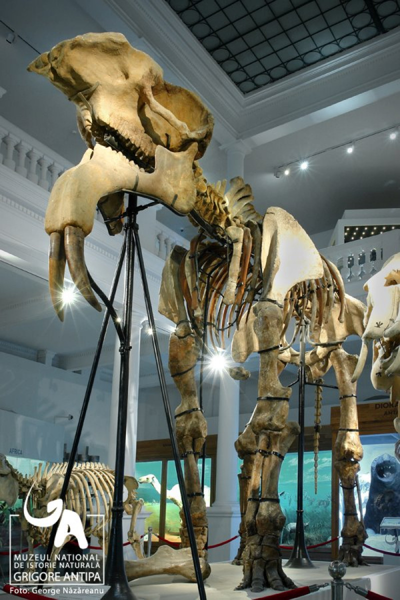 antipa mamut