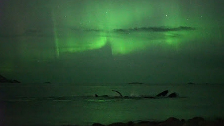 balene filmate in lumina aurorei boreale 09 10 2015